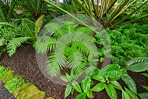 Blechnum gibbum called Silver lady or Dwarf tree fern (Blechnaceae)